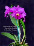 Pot. Hsinying Pink Doll 'Hsinying' AM/AOS Fragrant! - Orchid Design