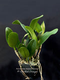 Potinara Burana Beauty 'Burana' HCC/AOS – Fragrant - Orchid Design