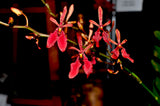 Renanthera Kilauea - Orchid Design