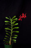 Renanthera Kilauea - Orchid Design
