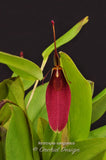 Restrepia sanguinea - Orchid Design