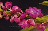 Rhynchostylis coelestis Pink x Rhynchostylis retusa - Orchid Design