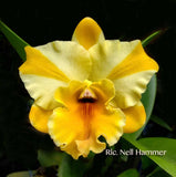 Rhyncattleanthe Nell Hammer - Orchid Design