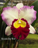 Rlc. Ann Joy 'No.2' fragrant! - Orchid Design