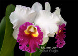 Rlc. Ann Joy 'No.2' fragrant! - Orchid Design
