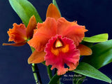 Rlc. Asia Pacific - Orchid Design