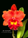 Rlc. Asia Pacific - Orchid Design