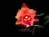 Rlc. Asia Pacific - Orchid Design