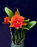 Rlc. Asia Pacific - Orchid Design