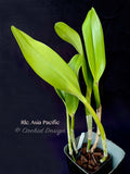 Rlc. Asia Pacific - Orchid Design