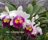 Cattleya Rlc. Kawnprapa Fragrant! - Orchid Design