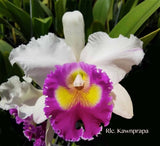 Cattleya Rlc. Kawnprapa Fragrant! - Orchid Design