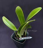 Cattleya Rlc. Kawnprapa Fragrant! - Orchid Design