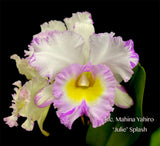 Rlc. Mahina Yahiro 'Julie' Splash JC/AOS – Very special! Fragrant! - Orchid Design