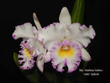 Rlc. Mahina Yahiro 'Julie' Splash JC/AOS – Very special! Fragrant! - Orchid Design