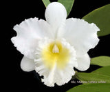 Rlc. Mahina Yahiro – White Cattleya Fragrant - Orchid Design