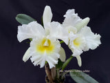 Rlc. Mahina Yahiro – White Cattleya Fragrant - Orchid Design