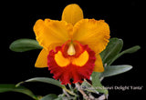 Rlc. Nakornchaisri Delight 'Fanta' Fragrant! - Orchid Design