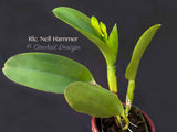 Rhyncattleanthe Nell Hammer - Orchid Design