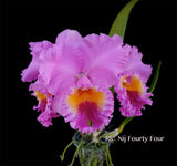 Cattleya Nij Fourty Four - Orchid Design