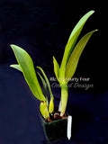 Cattleya Nij Fourty Four - Orchid Design
