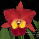 Cattleya Rlc. Saeng U-Sa 'No.2' Red, fragrant - Orchid Design