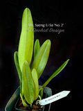 Cattleya Rlc. Saeng U-Sa 'No.2' Red, fragrant - Orchid Design