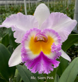 Rlc. Siam Pink fragrant! - Orchid Design