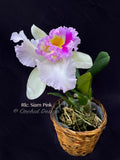 Rlc. Siam Pink fragrant! - Orchid Design