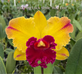 Rlc. Yingluck Smile 'Red Line' - Orchid Design