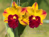 Rlc. Yingluck Smile 'Red Line' - Orchid Design