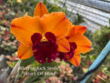 Rlc. Yingluck Smile ‘Heart Of Gold‘ - Orchid Design
