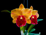 Rlc. Yingluck Smile ‘Heart Of Gold‘ - Orchid Design