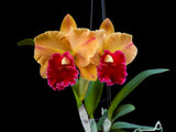 Rlc. Yingluck Smile ‘Heart Of Gold‘ - Orchid Design