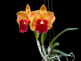 Rlc. Yingluck Smile ‘Heart Of Gold‘ - Orchid Design