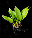 Rlc. Yingluck Smile 'New Day' Fragrant! - Orchid Design
