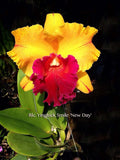 Rlc. Yingluck Smile 'New Day' Fragrant! - Orchid Design