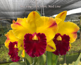 Rlc. Yingluck Smile 'Red Line' - Orchid Design