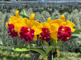 Rlc. Yingluck Smile 'New Day' Fragrant! - Orchid Design