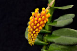 Robiquetia cerina – Yellow - Orchid Design
