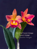 Potinara Chief Sweet Orange 'Sweet Orange' - Orchid Design