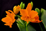 Rhyncattleanthe Young-Min Gold 'Golden Boy' – Vibrant Floriferous! - Orchid Design