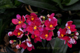 Sarcochilus Cherie ('Trixie' x 'Siren') – Very nice Red - Orchid Design