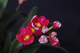 Sarcochilus Cherie ('Trixie' x 'Siren') – Very nice Red - Orchid Design