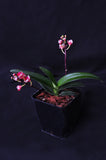 Sarcochilus Cherie ('Trixie' x 'Siren') – Very nice Red - Orchid Design