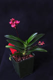 Sarcochilus (Neon Glow xCherie 'Siren') – Rosy Red - Orchid Design