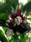 Stanhopea tigrina nigroviolacea 'The Predator' FCC/AOS – Rare Species – Very Fragrant - Orchid Design