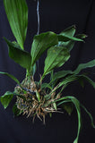 Stanhopea tigrina nigroviolacea 'The Predator' FCC/AOS – Rare Species – Very Fragrant - Orchid Design