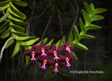 Trichoglottis brachiata – Rare Species, honey fragrant! - Orchid Design