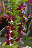 Trichoglottis brachiata – Rare Species, honey fragrant! - Orchid Design